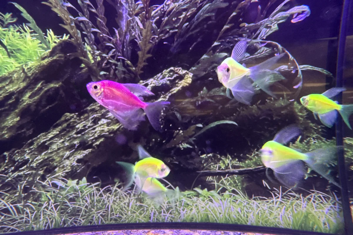 GloFish tetras in pink and yellow color morphs