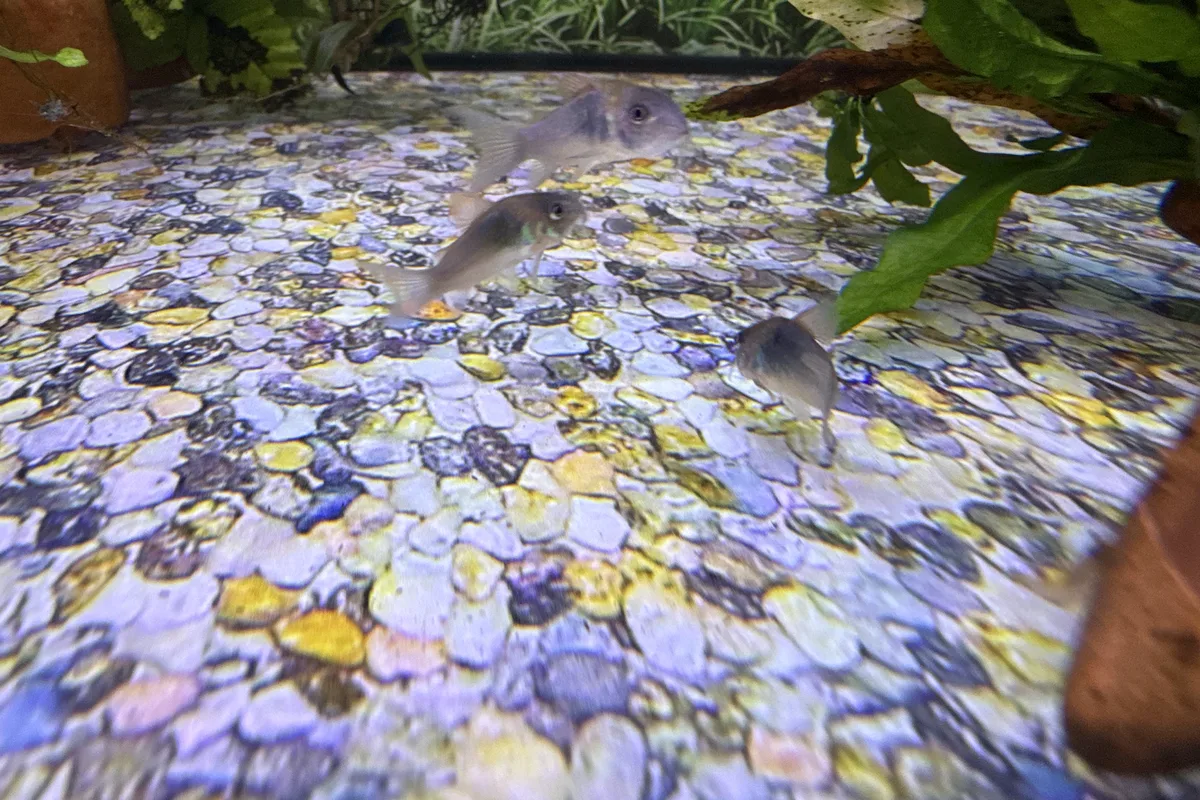 Glowlight tetras over aquarium substrate