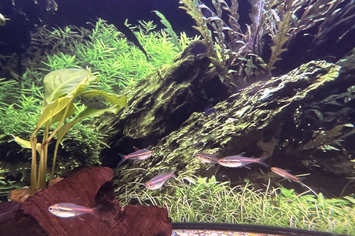 Glowlight tetras swimming in a planted aquarium