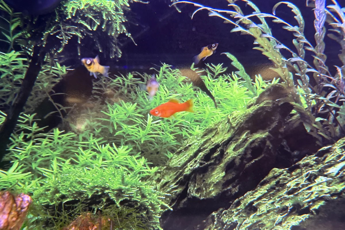 Harlequin rasboras schooling in a planted aquarium