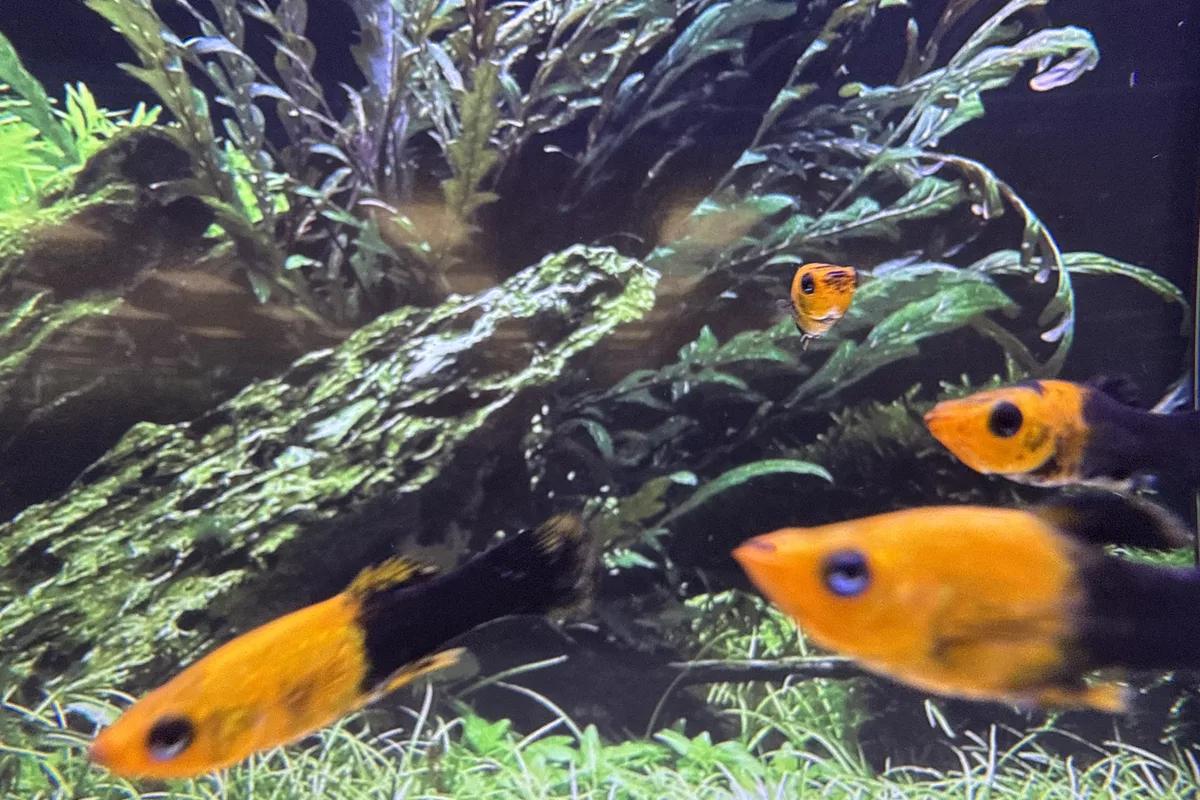 Gold dust mollies in a planted retail aquarium