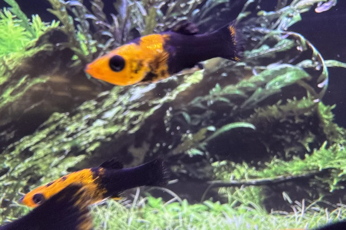 Gold dust molly close view in a planted aquarium