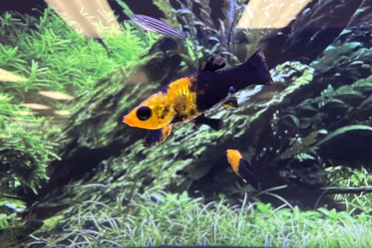 Guppy and Molly in a freshwater aquarium