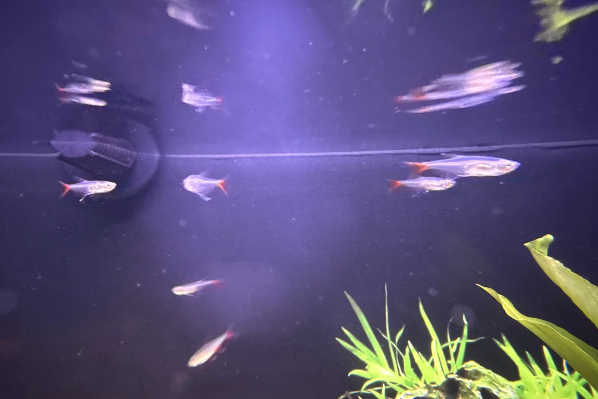 Neon tetra in a freshwater aquarium
