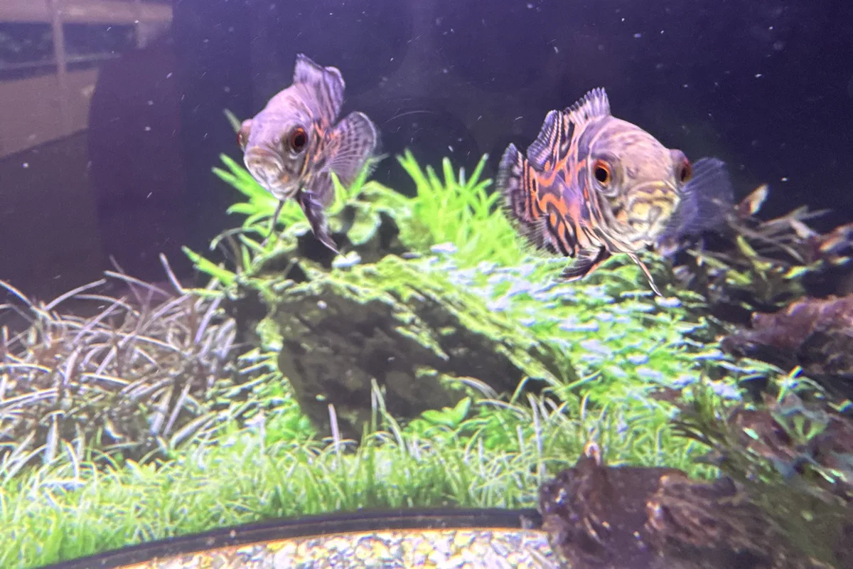 Oscar cichlids over aquarium plants