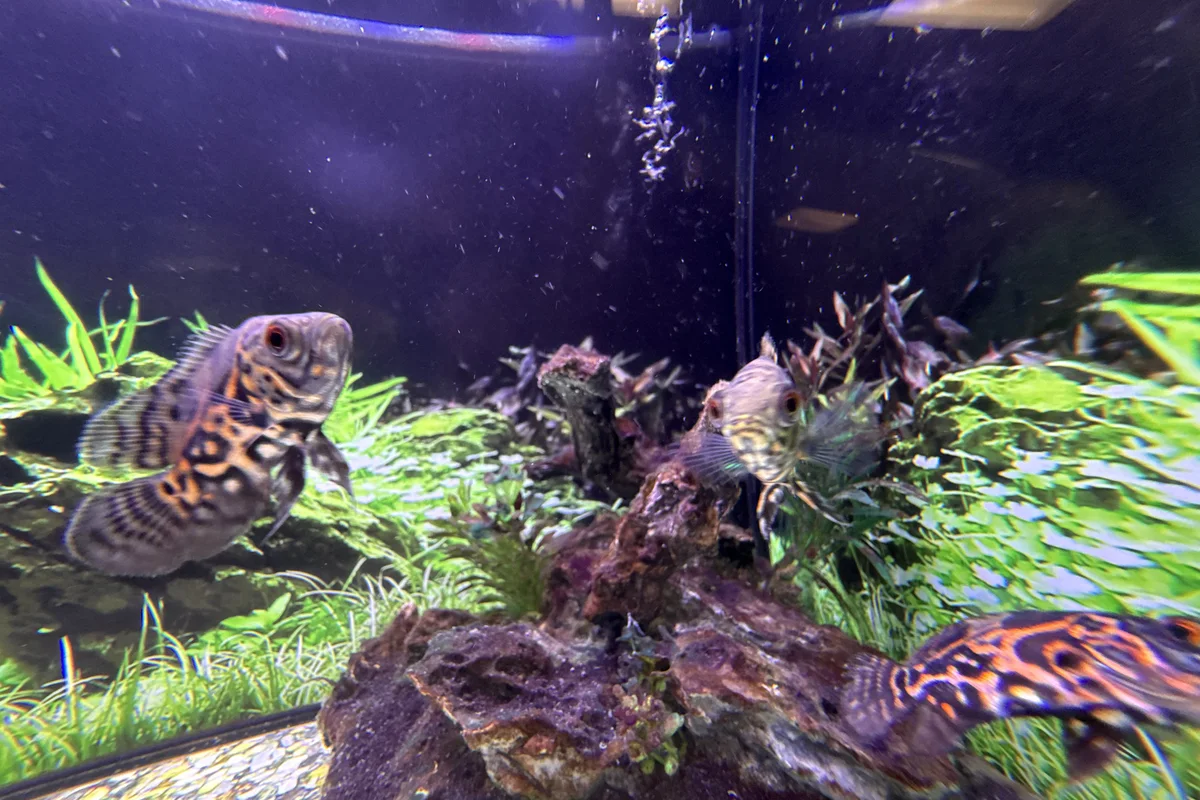 Tiger oscar cichlid with orange patterning