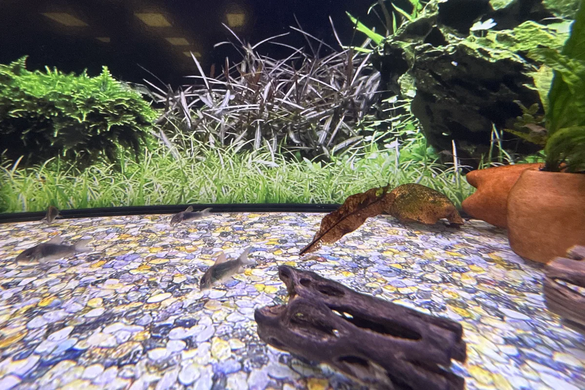 Panda corydoras group on retail aquarium substrate