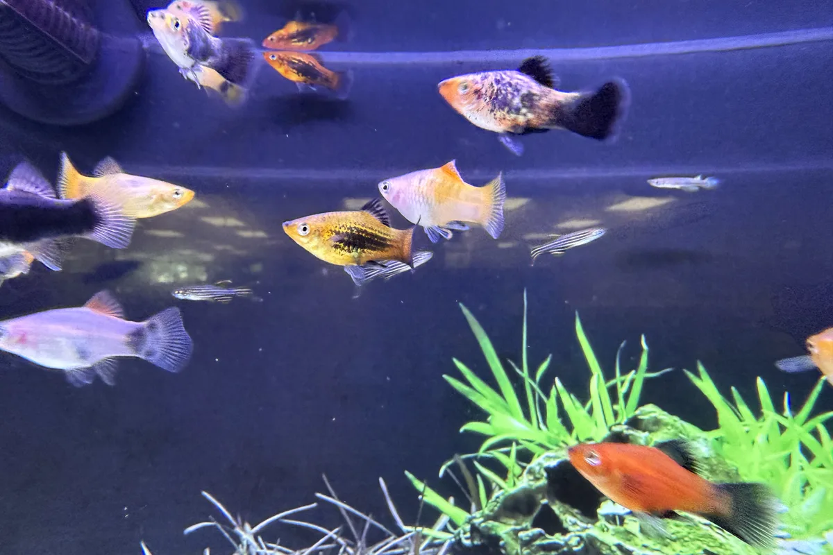 Assorted platy group in a retail aquarium