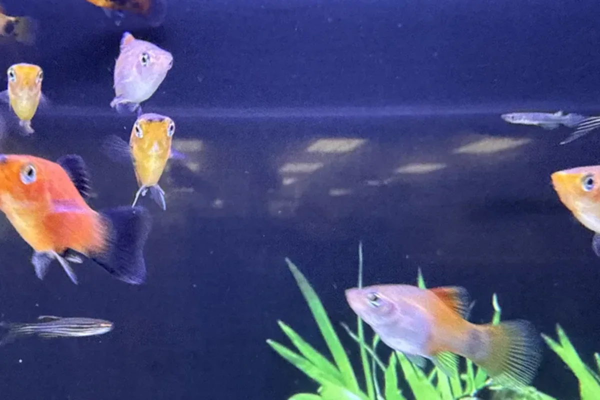 Assorted platies in a planted retail aquarium