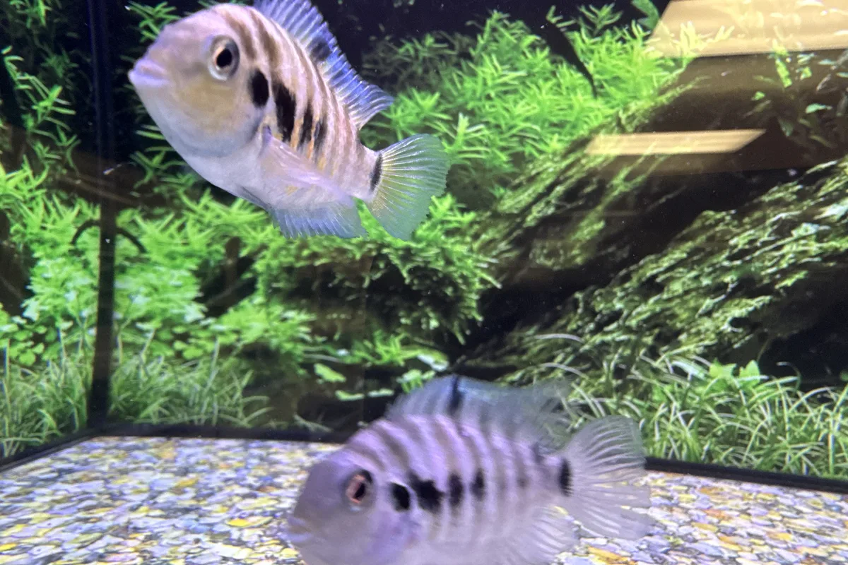 Polar blue parrot cichlid group showing dark barring