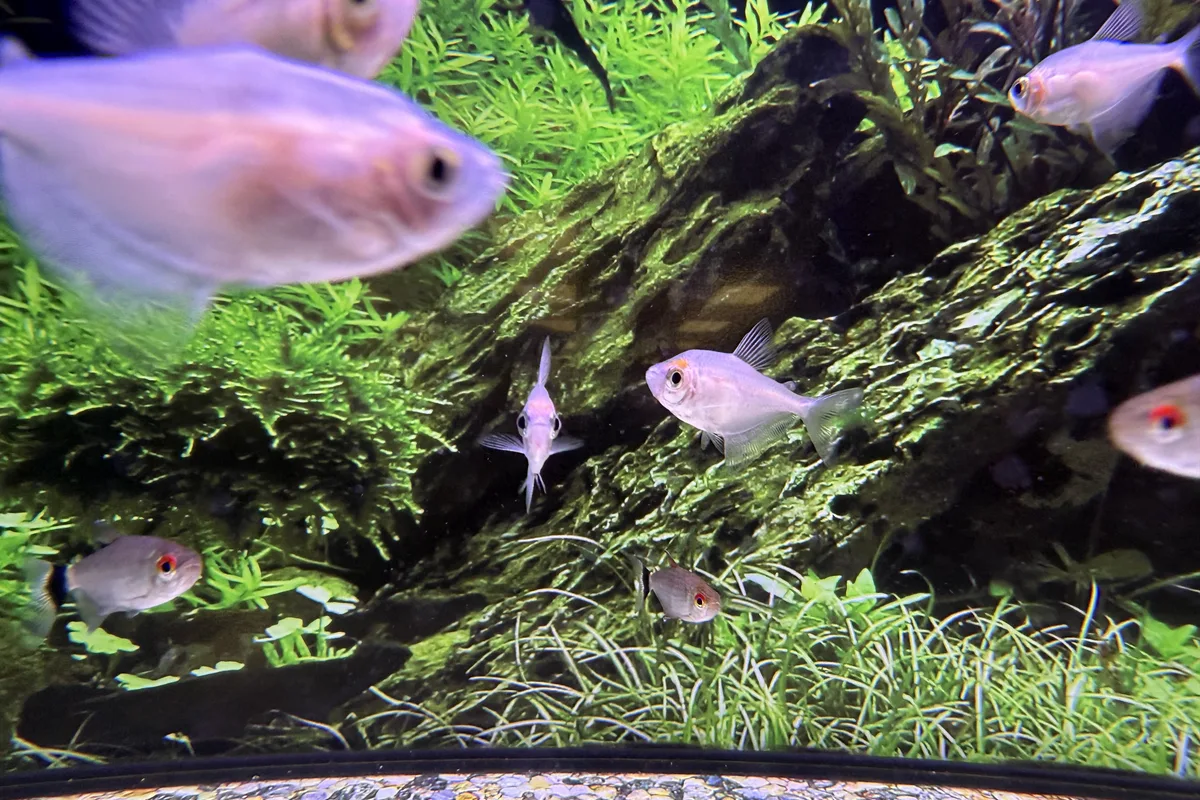 Red eye tetra group in a planted aquarium