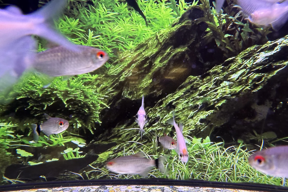 Red eye tetras schooling among plants