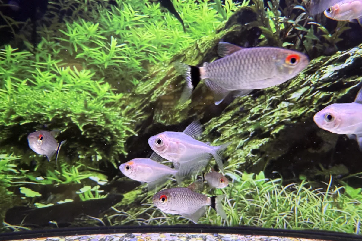 Red eye tetra showing black tail marking