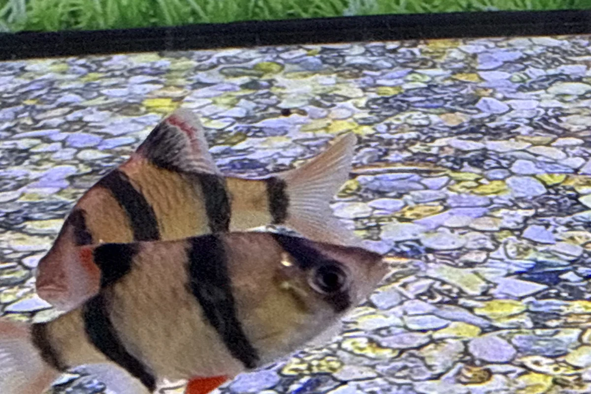 Tiger barb pair showing black vertical bands in a retail aquarium