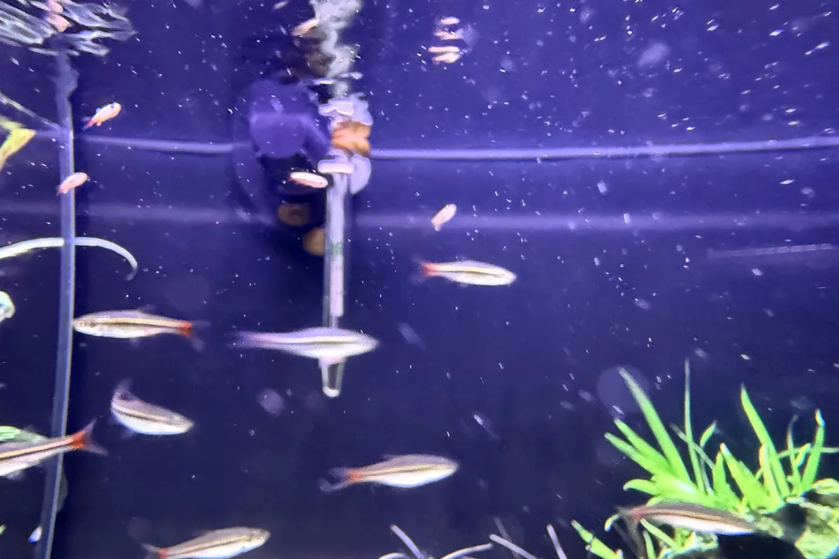 White cloud mountain minnow group under retail aquarium lighting