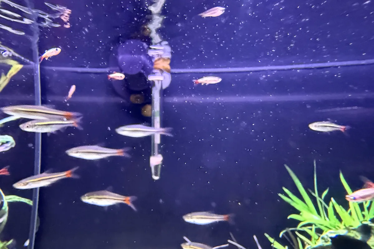 White cloud mountain minnows schooling near aquarium plants
